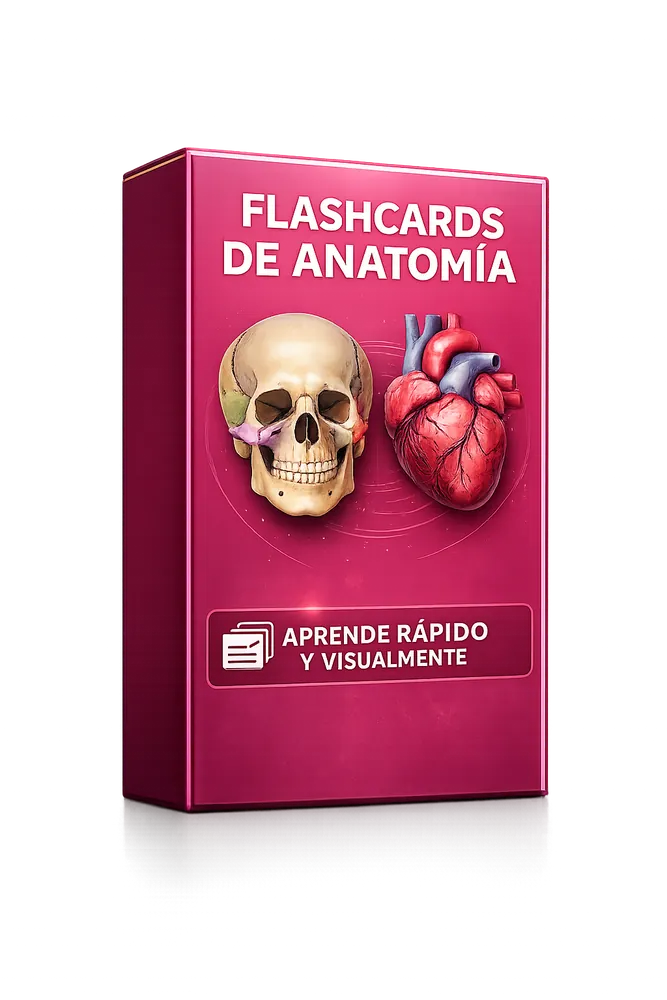 FLASHCARDS DE ANATOMIA